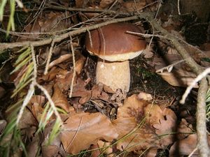 Klikni pro velký obrázek