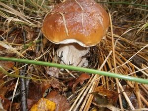 Klikni pro velký obrázek