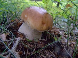 Klikni pro velký obrázek