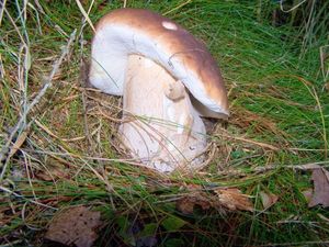 Klikni pro velký obrázek