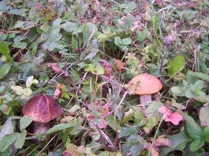 Klikni pro velký obrázek