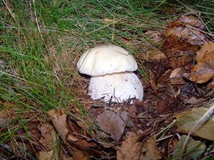 Klikni pro velký obrázek