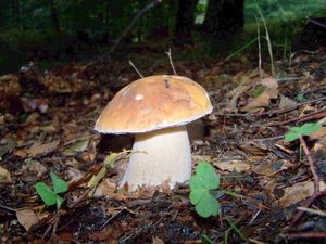 Klikni pro velký obrázek