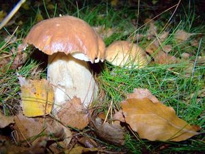 Klikni pro velký obrázek