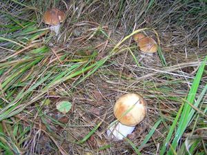 Klikni pro velký obrázek