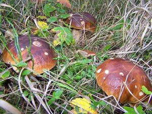 Klikni pro velký obrázek