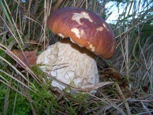 Klikni pro velký obrázek