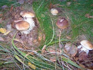 Klikni pro velký obrázek