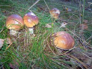 Klikni pro velký obrázek