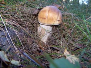 Klikni pro velký obrázek