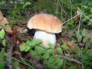 Klikni pro velký obrázek