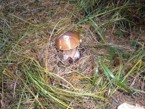 Klikni pro velký obrázek