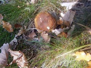 Klikni pro velký obrázek