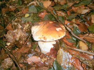 Klikni pro velký obrázek