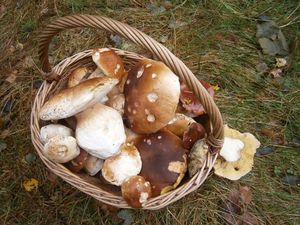 Klikni pro velký obrázek