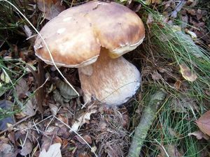 Klikni pro velký obrázek