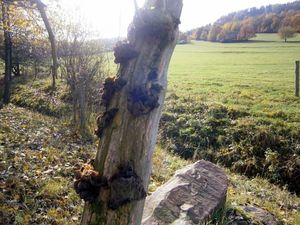 Klikni pro velký obrázek