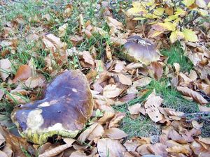 Klikni pro velký obrázek