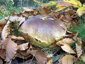 Klikni pro velký obrázek