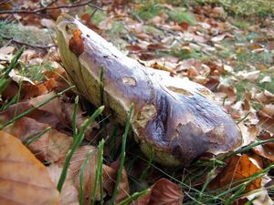 Klikni pro velký obrázek