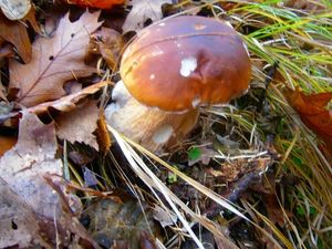 Klikni pro velký obrázek