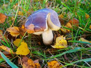 Klikni pro velký obrázek