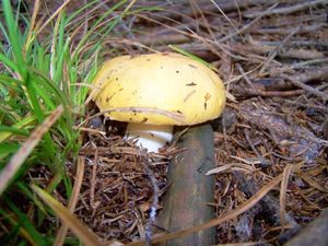 Klikni pro velký obrázek