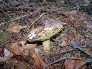 Klikni pro velký obrázek