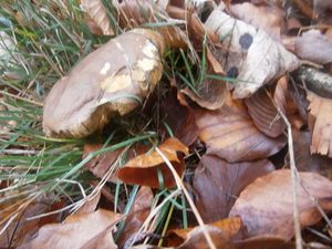 Klikni pro velký obrázek