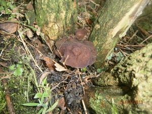 Klikni pro velký obrázek