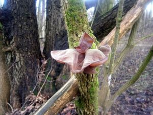 Klikni pro velký obrázek