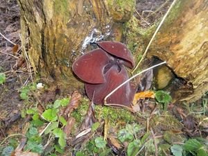 Klikni pro velký obrázek