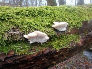 Klikni pro velký obrázek