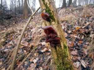 Klikni pro velký obrázek