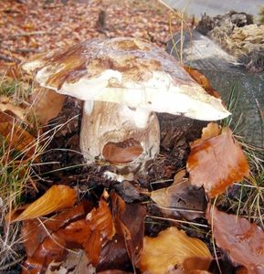 Klikni pro velký obrázek