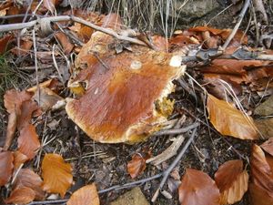 Klikni pro velký obrázek