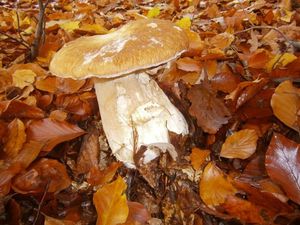 Klikni pro velký obrázek