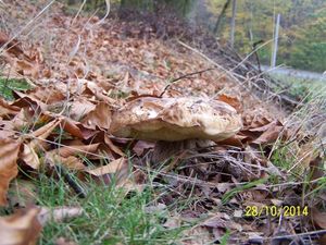 Klikni pro velký obrázek