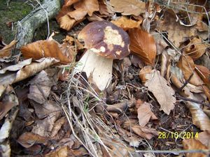 Klikni pro velký obrázek