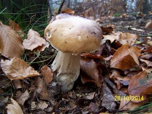 Klikni pro velký obrázek