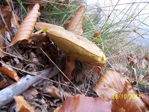 Klikni pro velký obrázek