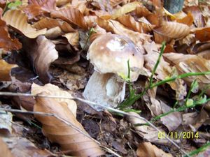 Klikni pro velký obrázek