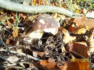 Klikni pro velký obrázek