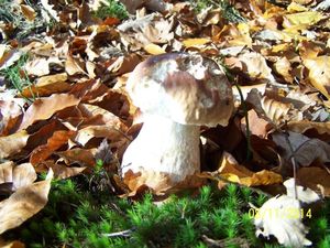 Klikni pro velký obrázek