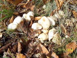 Klikni pro velký obrázek