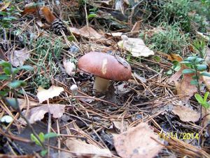 Klikni pro velký obrázek