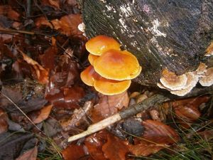 Klikni pro velký obrázek