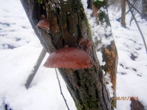 Klikni pro velký obrázek