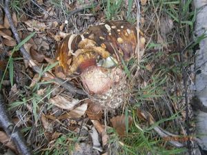 Klikni pro velký obrázek