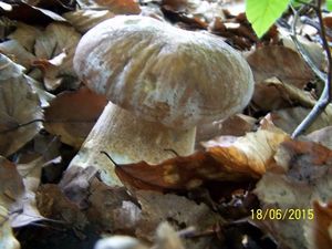 Klikni pro velký obrázek